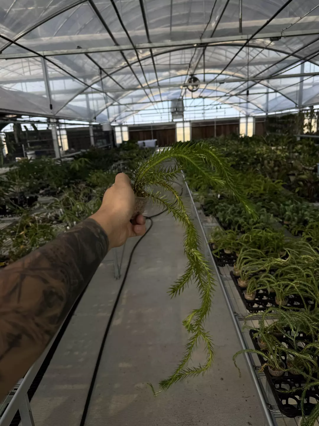 Huperzia squarrosa New Guinea thumbnail