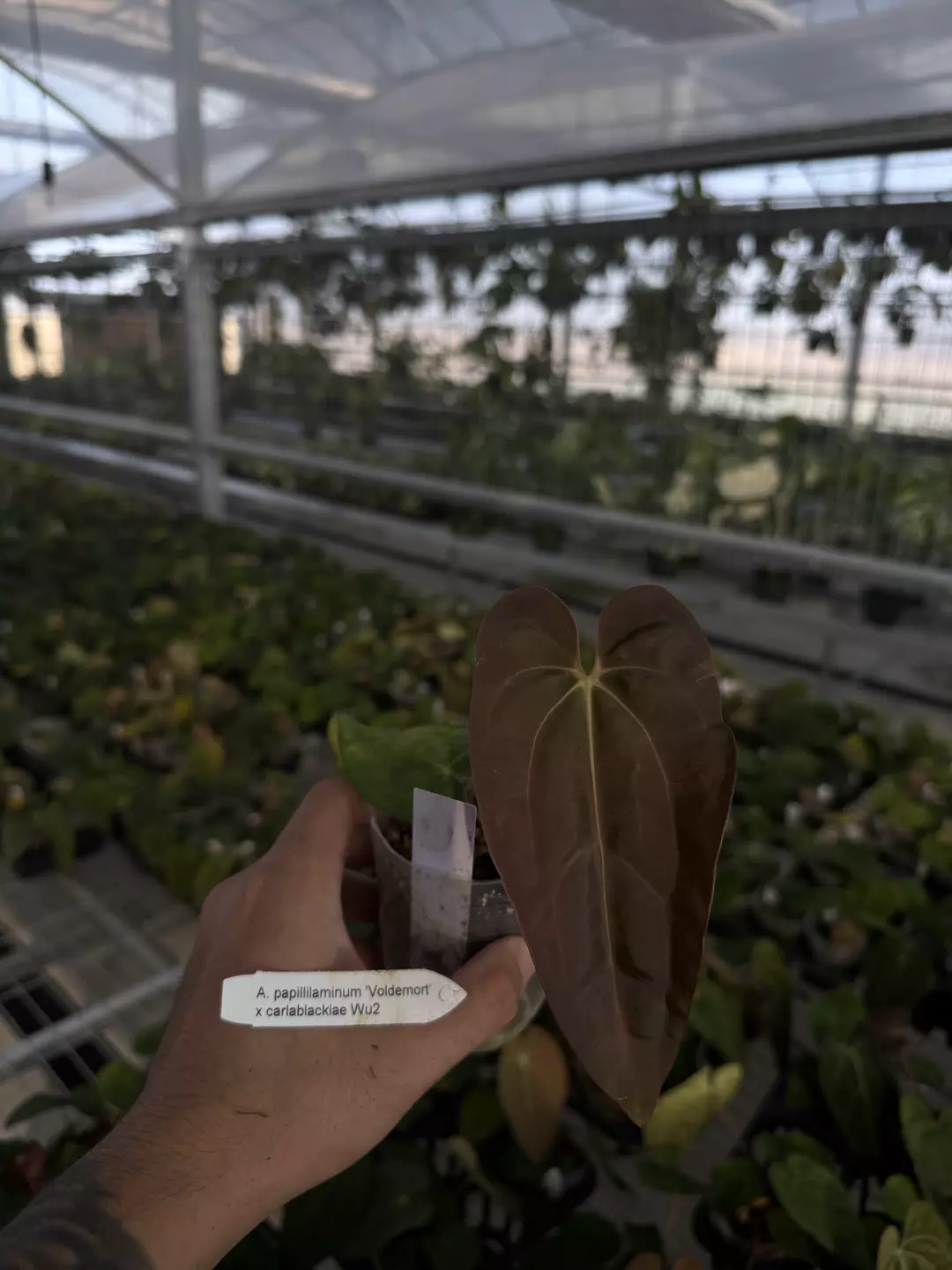 A. papillilaminum 'Voldemort' x carlablackiae 'Wu2' thumbnail