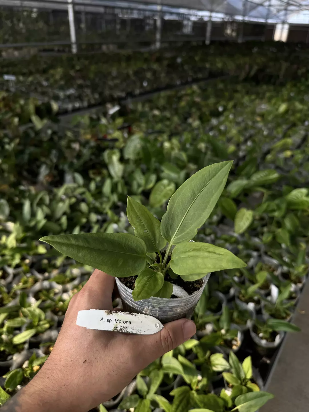 A. sp. Morona thumbnail