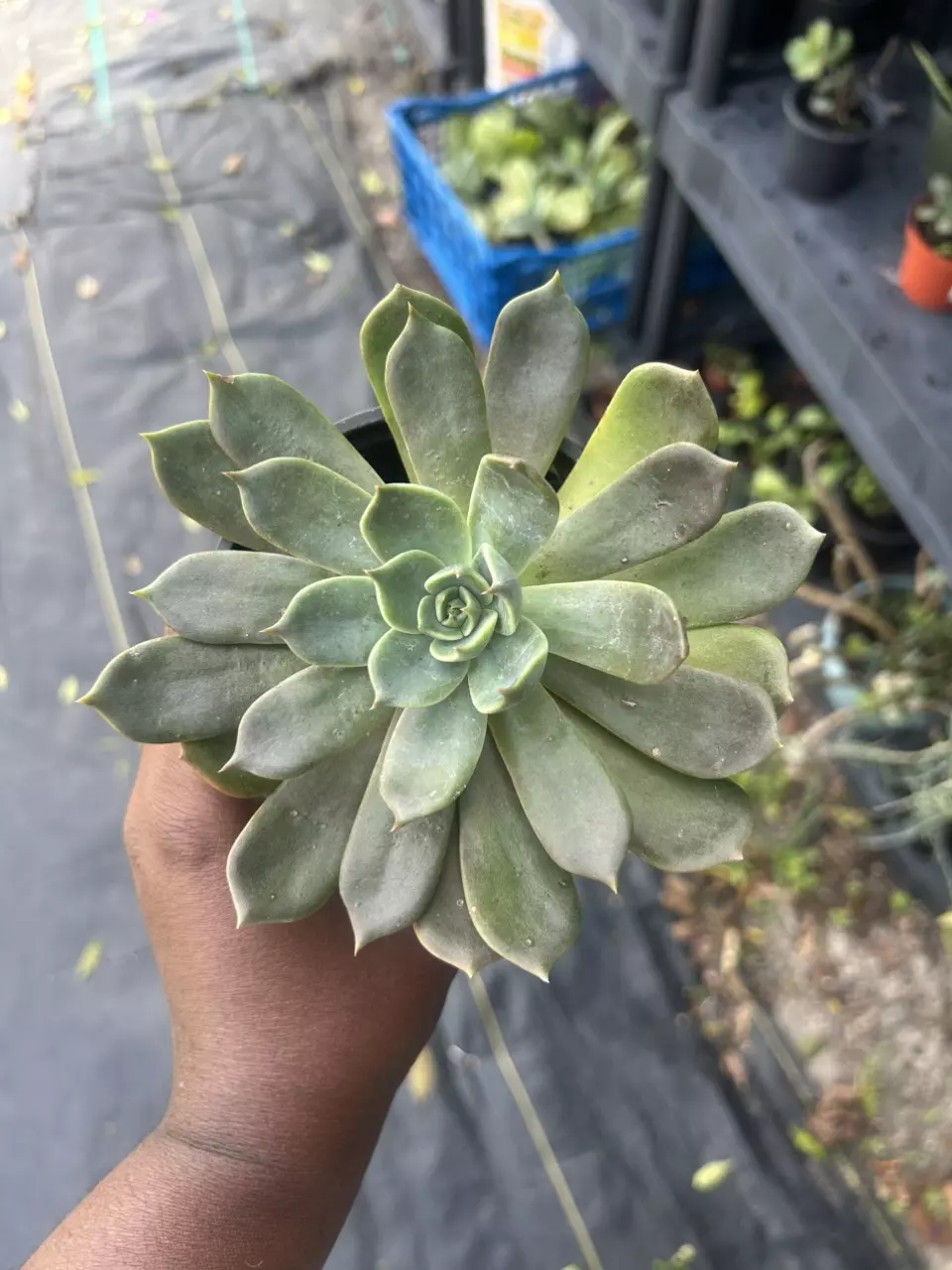 4 inch pot thumbnail