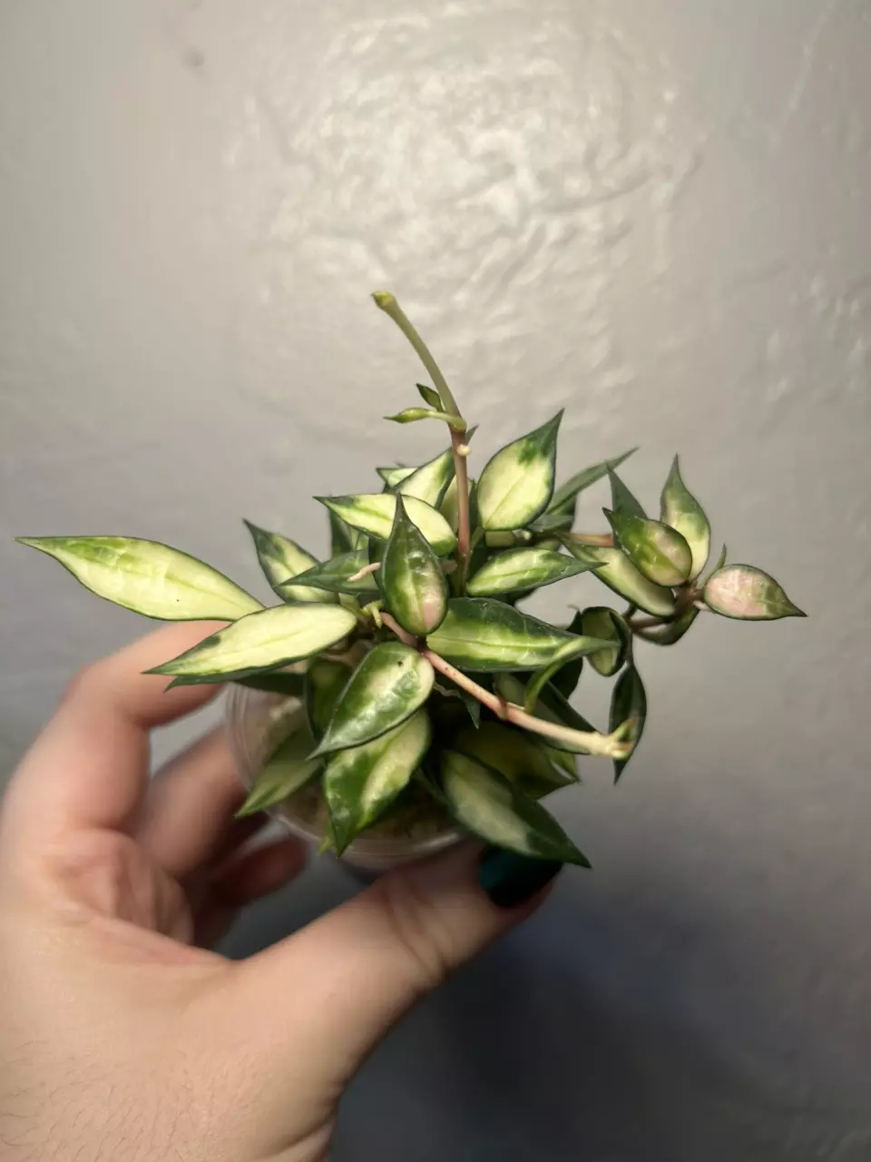 Hoya Lacunosa Variegated Inner #C thumbnail