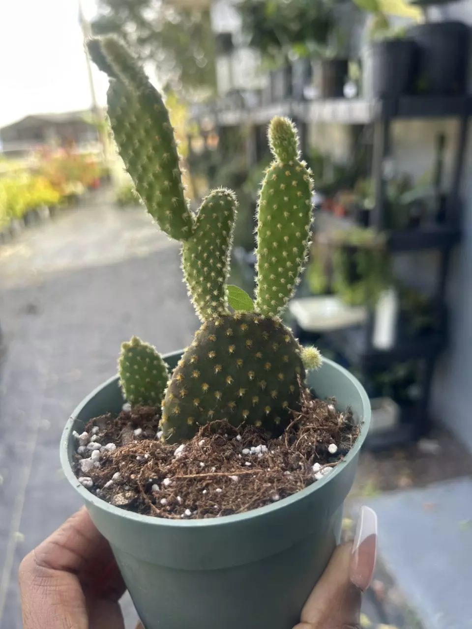 Mickey Mouse cactus thumbnail