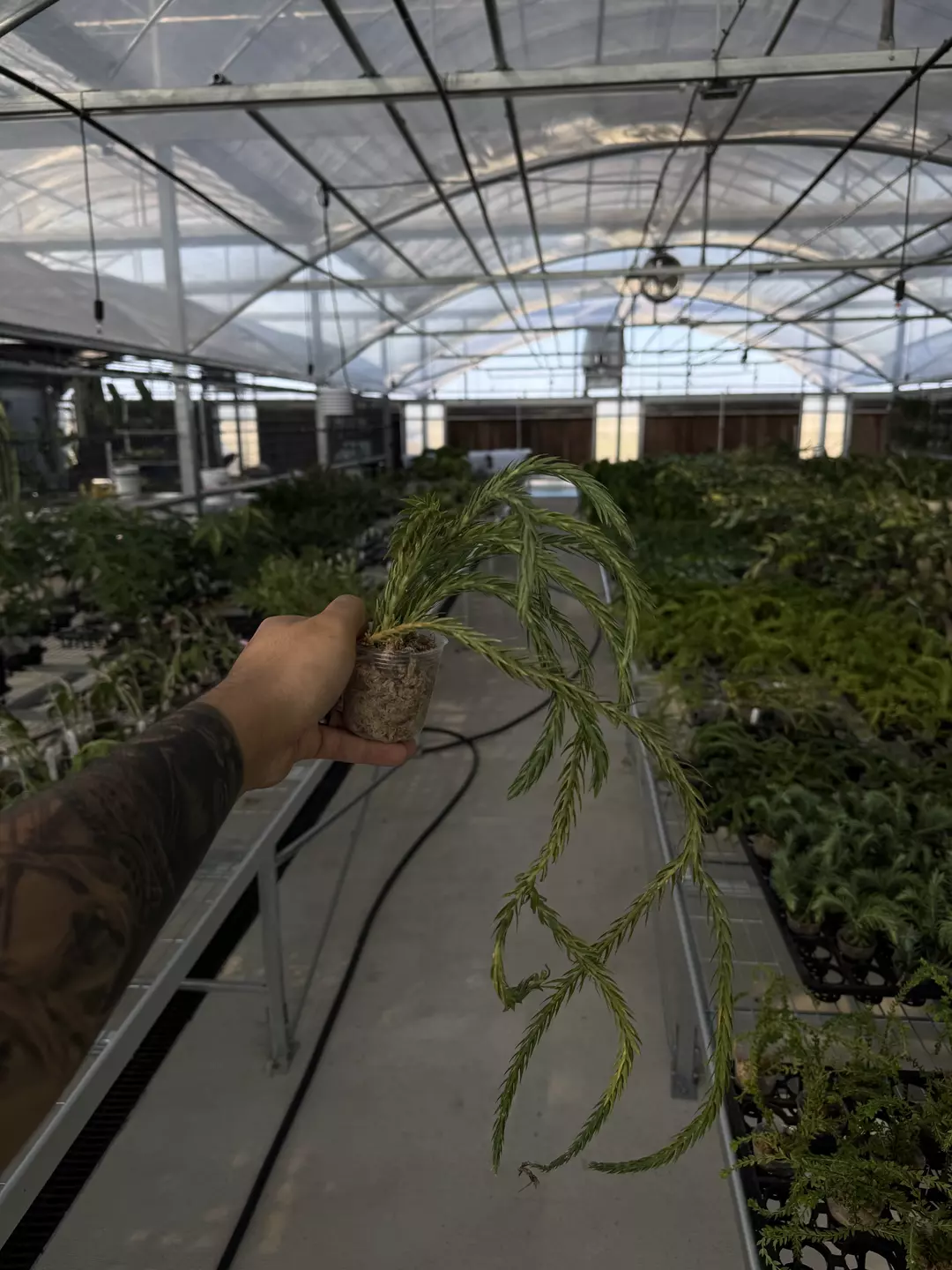 Huperzia carinata thumbnail