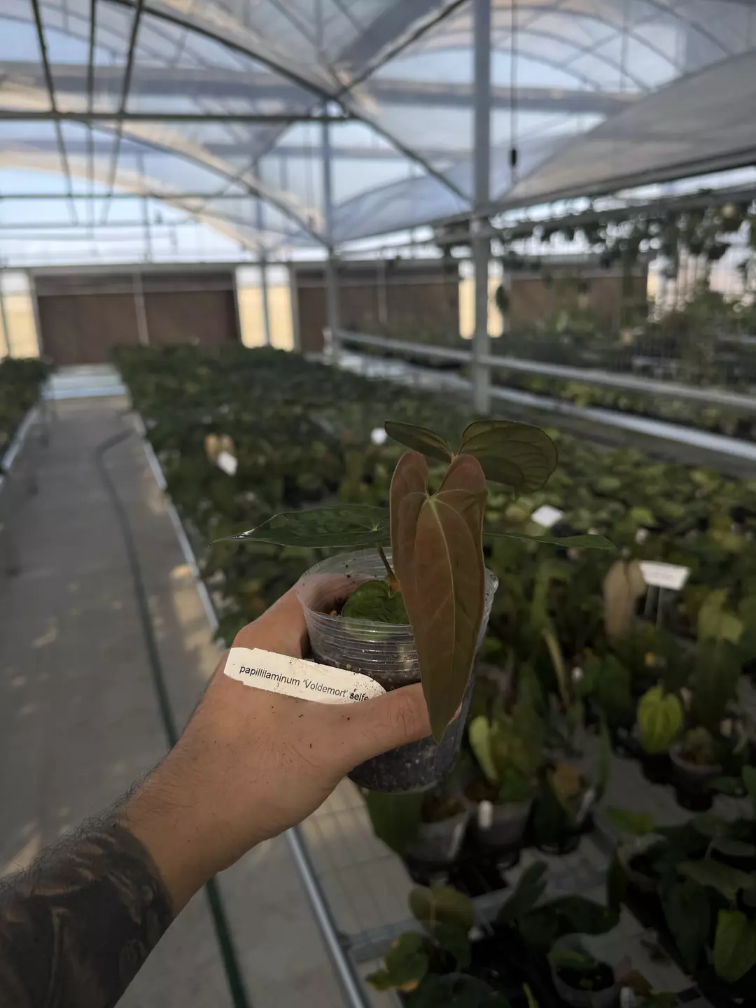 A. papillilaminum 'Voldemort' selfed thumbnail