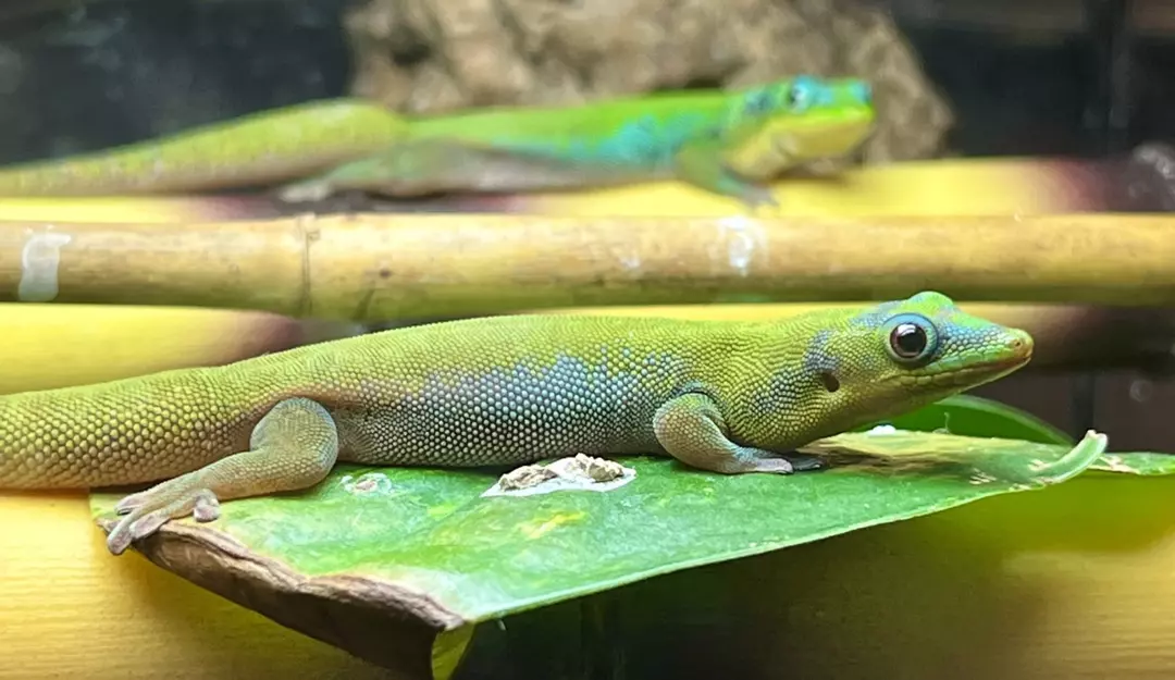 Hawaiian Blue Day Gecko Pair 1.1. thumbnail