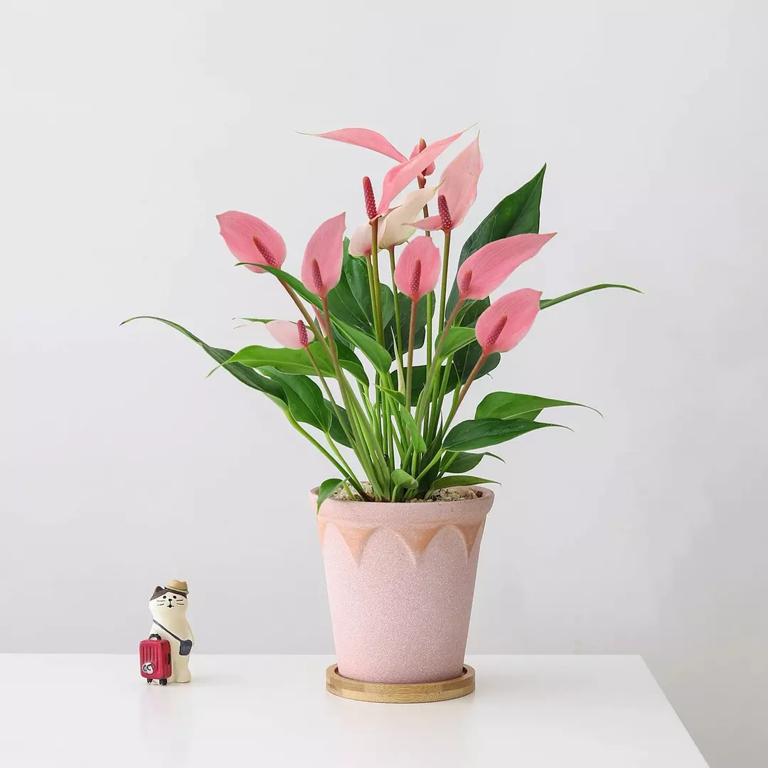 add on 1112 thumbnail