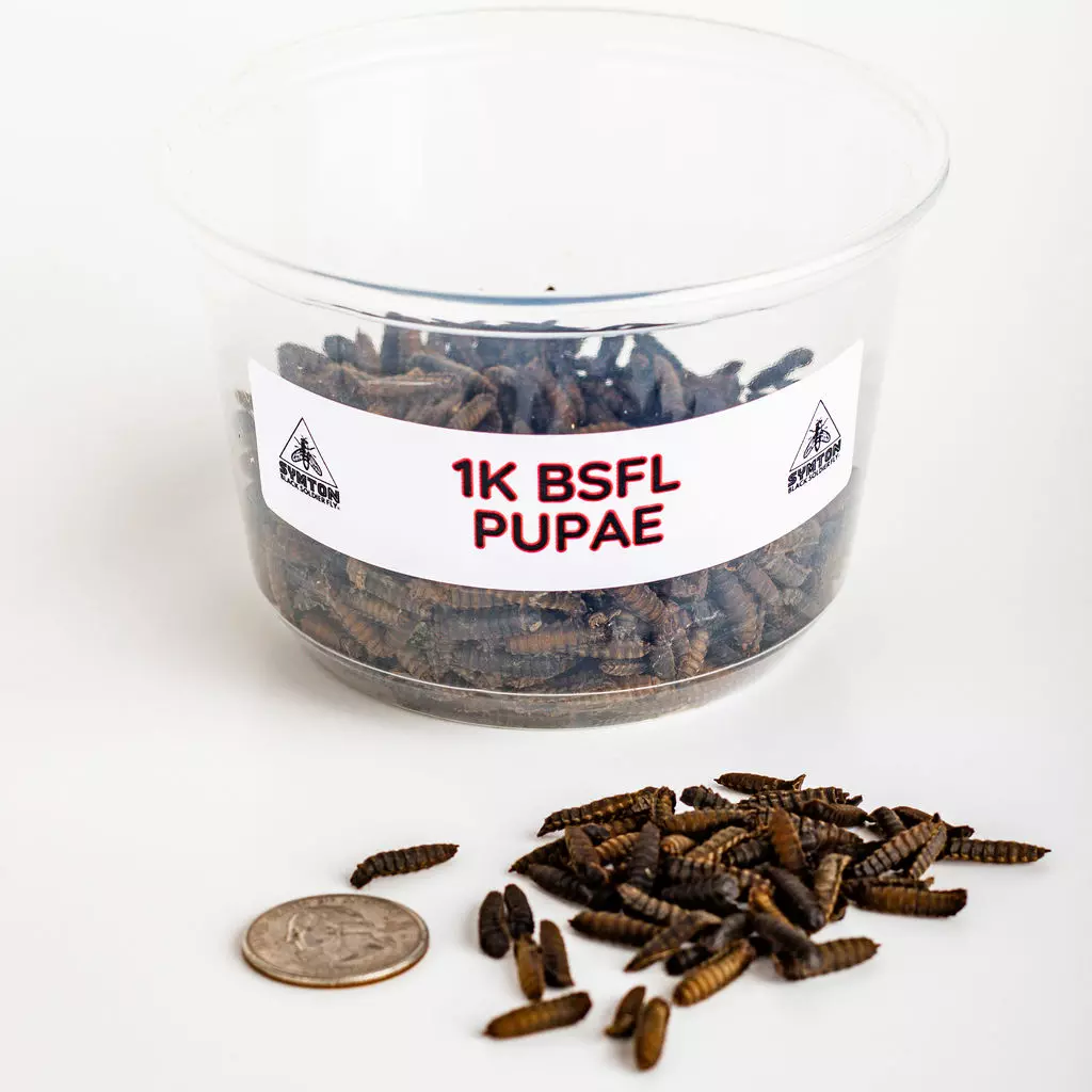 Black Soldier Fly Pupae (1,000 Count) thumbnail