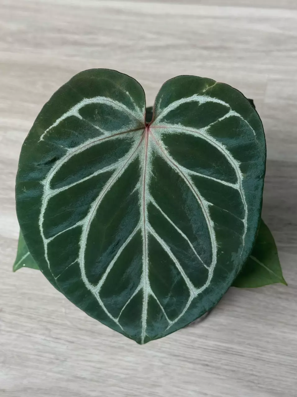 Anthurium KOS mutated from HU thumbnail