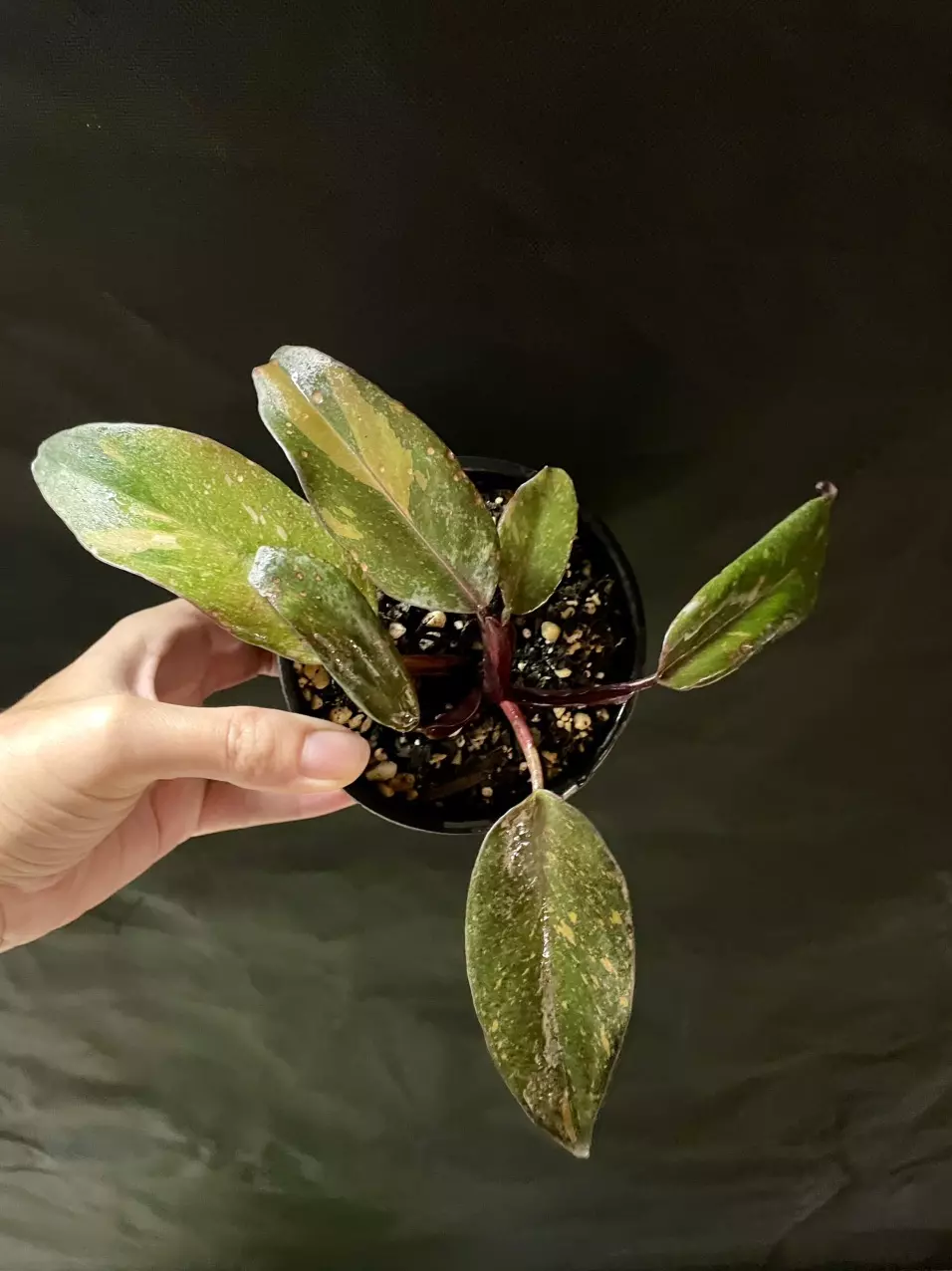 Philodendron orange princess 3” thumbnail