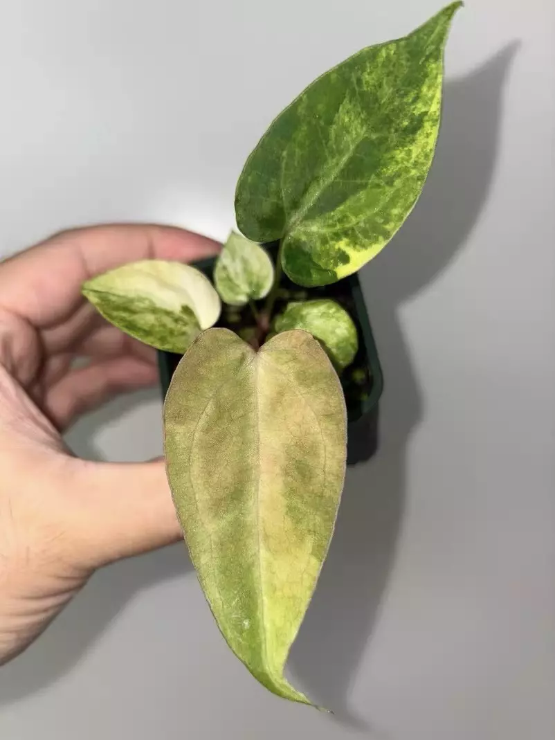 variegated anthurium RL (from JV) x papi green velvet thumbnail