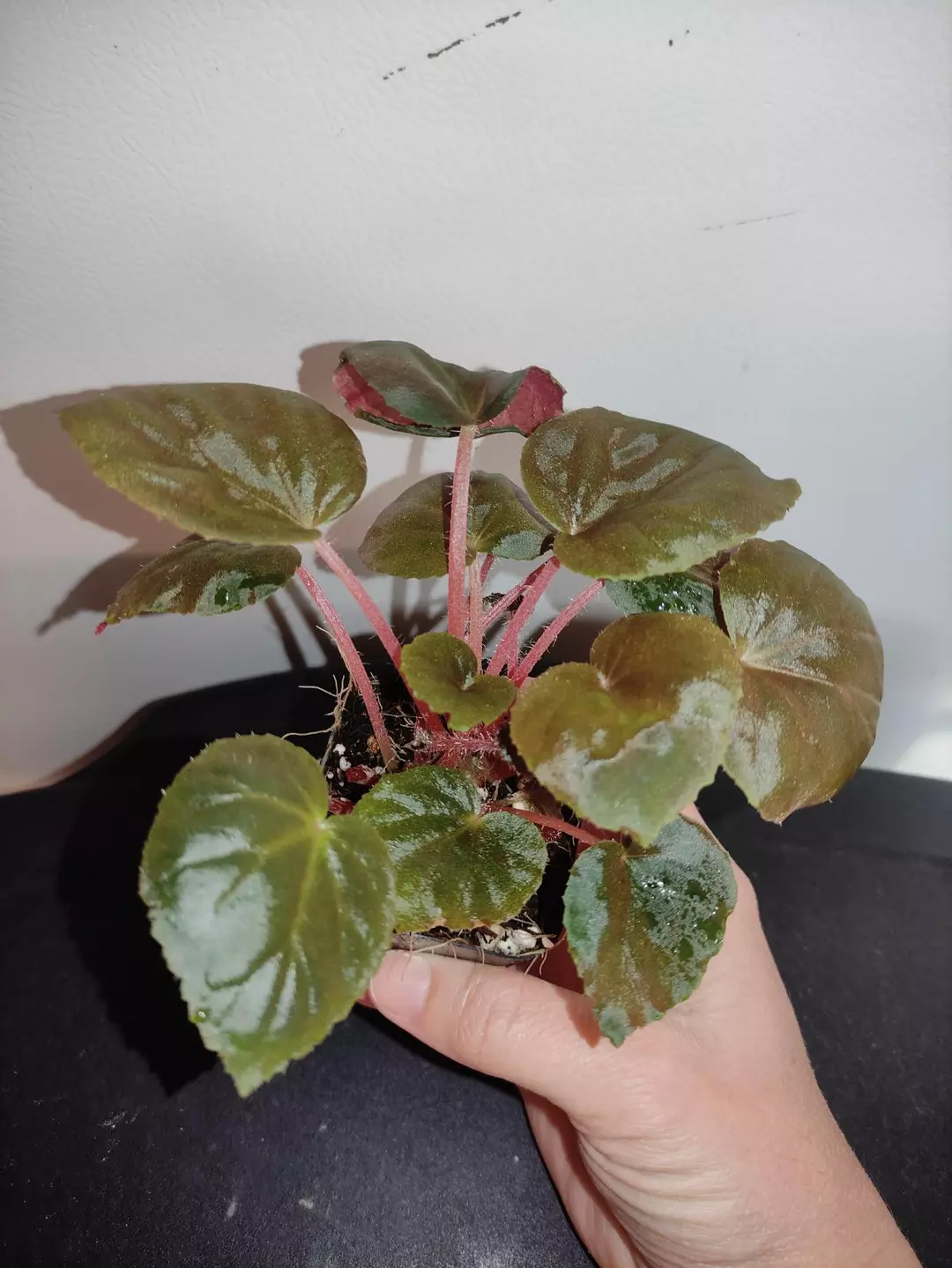Begonia metachroa thumbnail