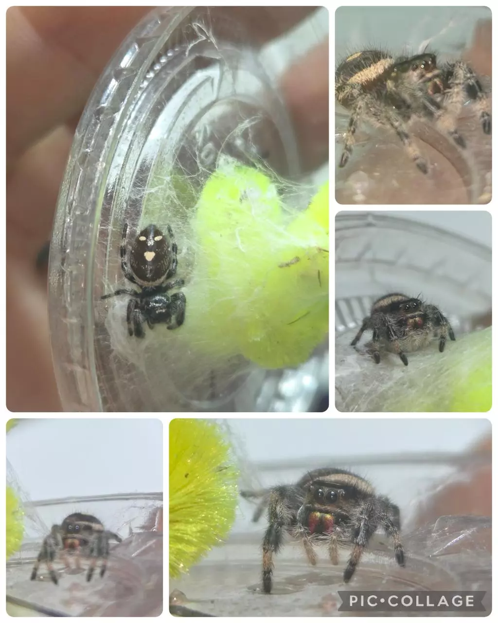 Dark Phase I6 Female Regal thumbnail