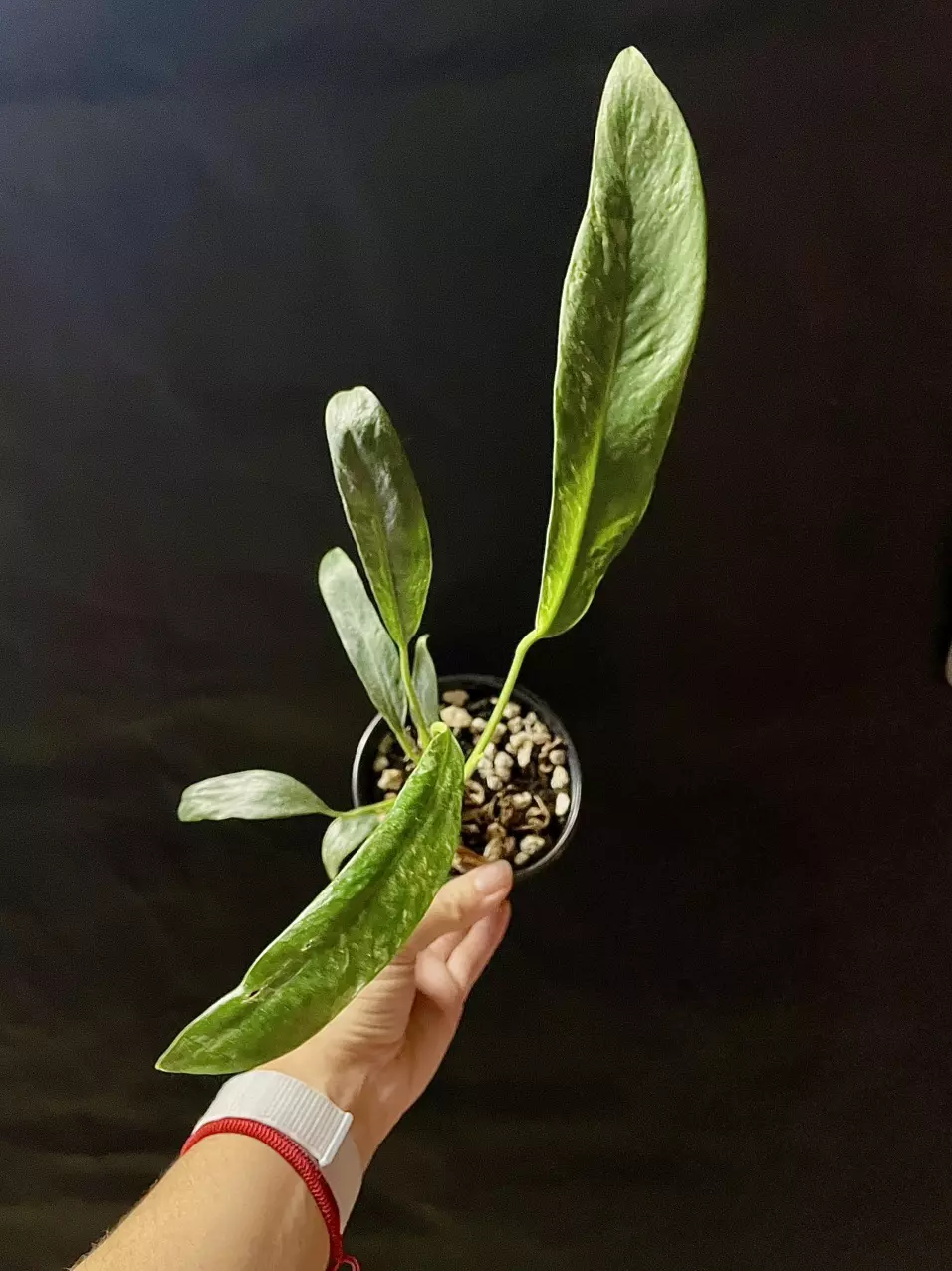 Epipremnum Giganteum Marble Variegated thumbnail