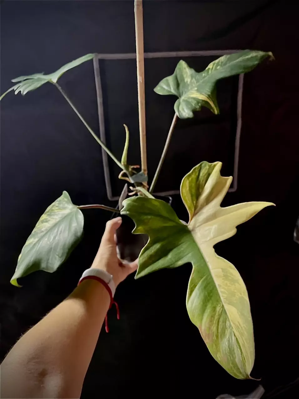 Philodendron Florida Beauty x Mayoi thumbnail