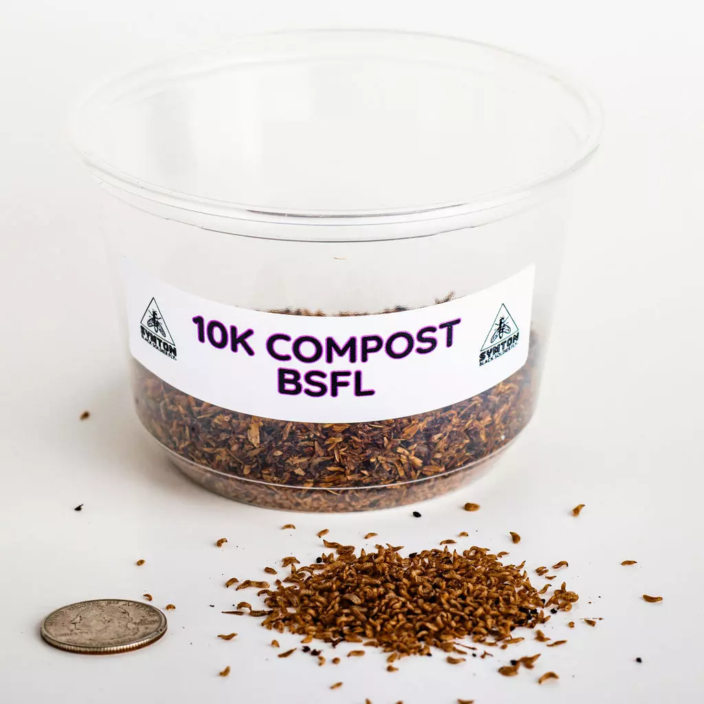 Compost-Grade Black Soldier Fly Larvae (10,000 Count thumbnail