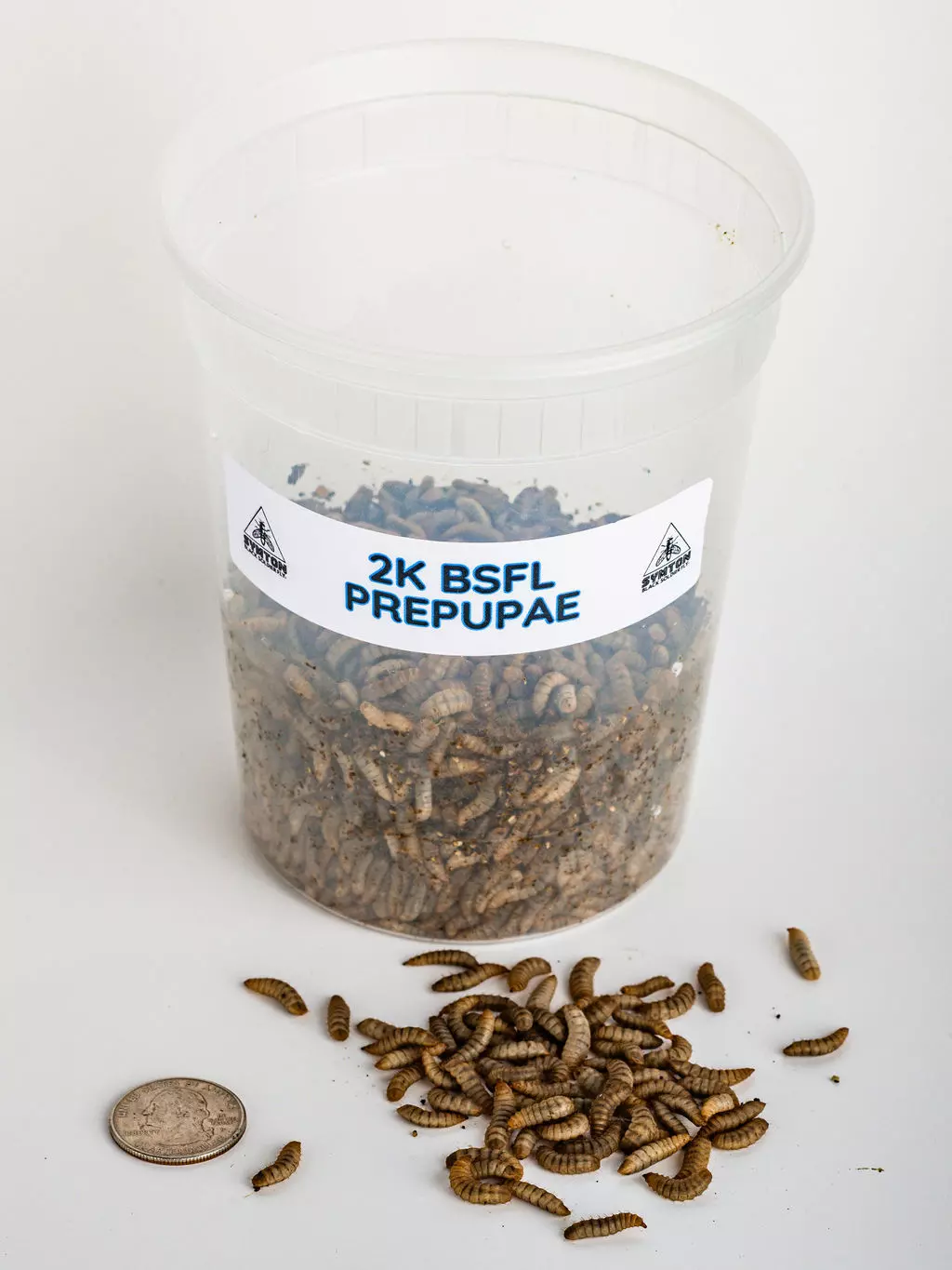 Black Soldier Fly Prepupae (2,000 Count) thumbnail