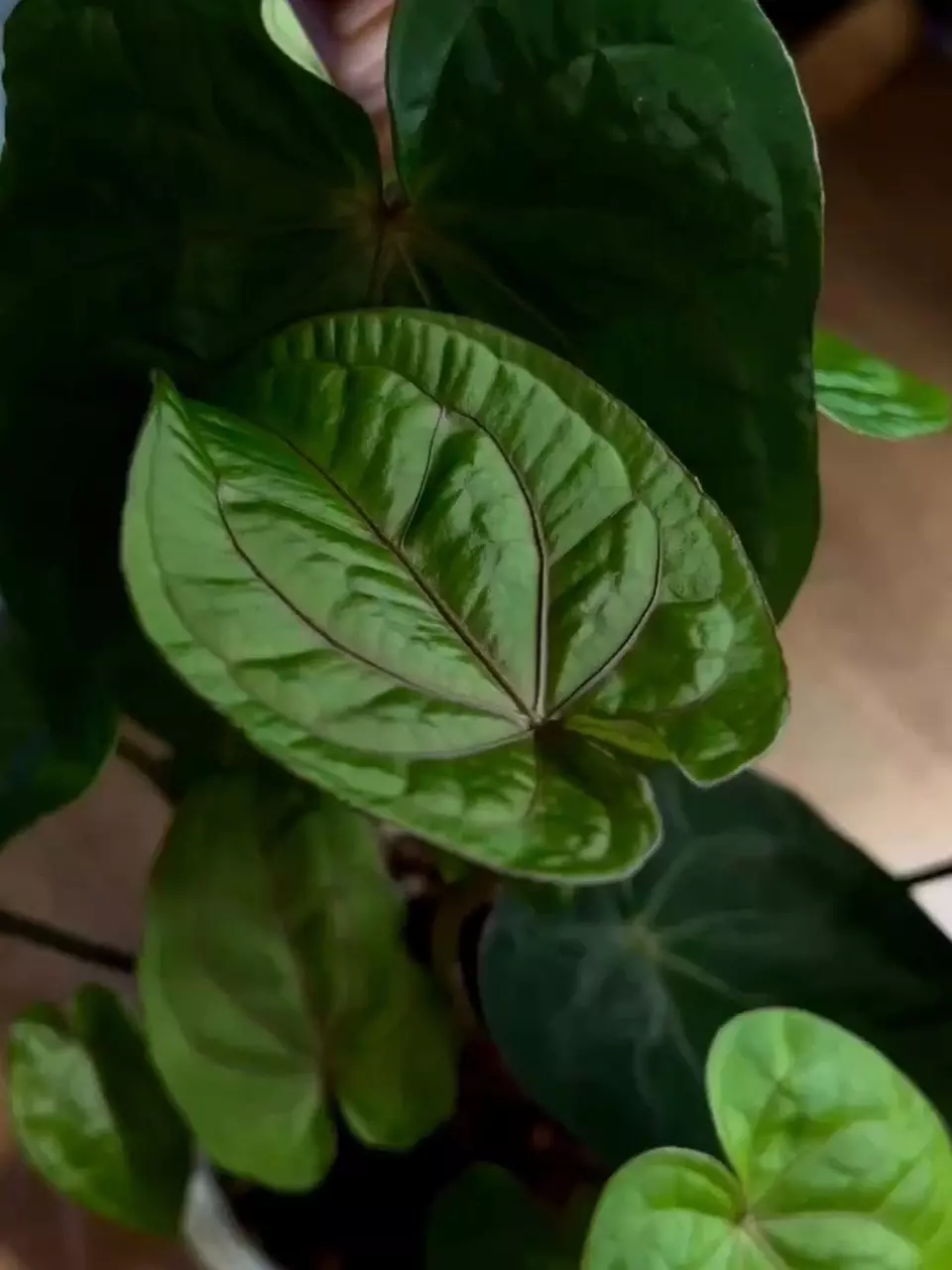 Anthurium AOS x RVDP - triple headed/purple veining thumbnail