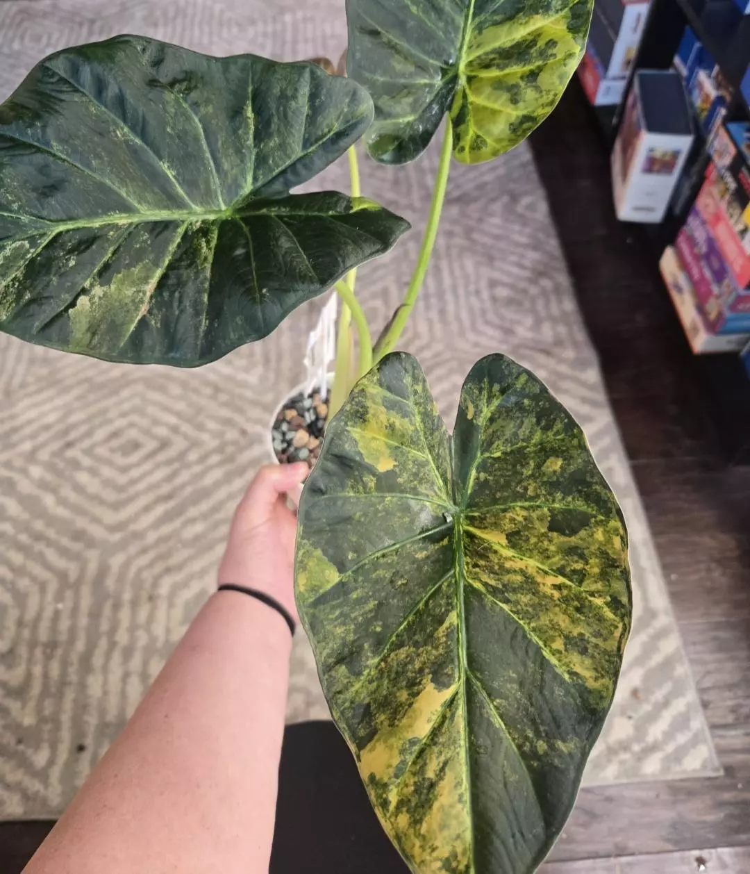 REGAL shield Aurea Corm thumbnail