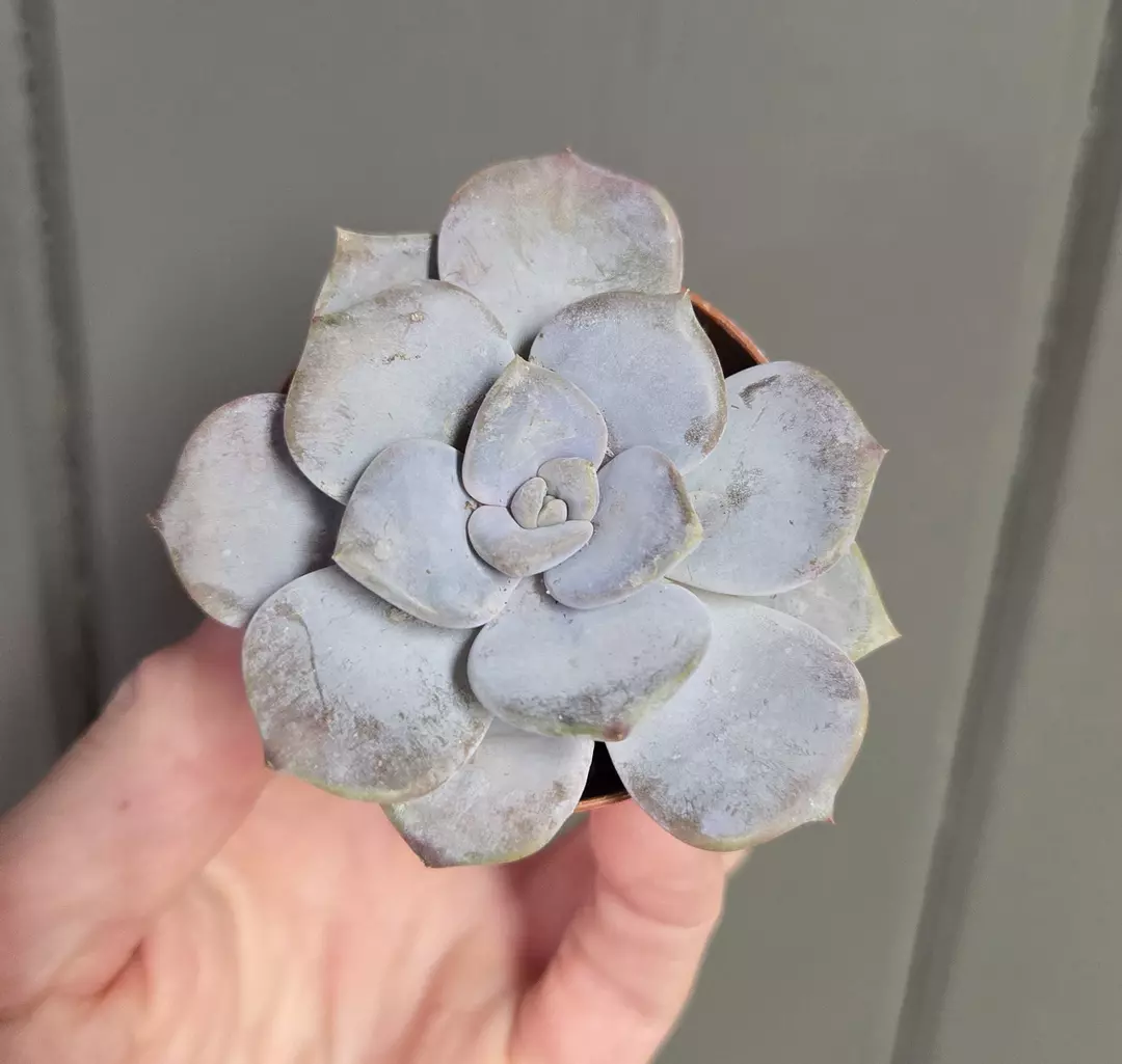 Succulent - Graptoveria Pentandrum 'Superbum' - 2" pot thumbnail