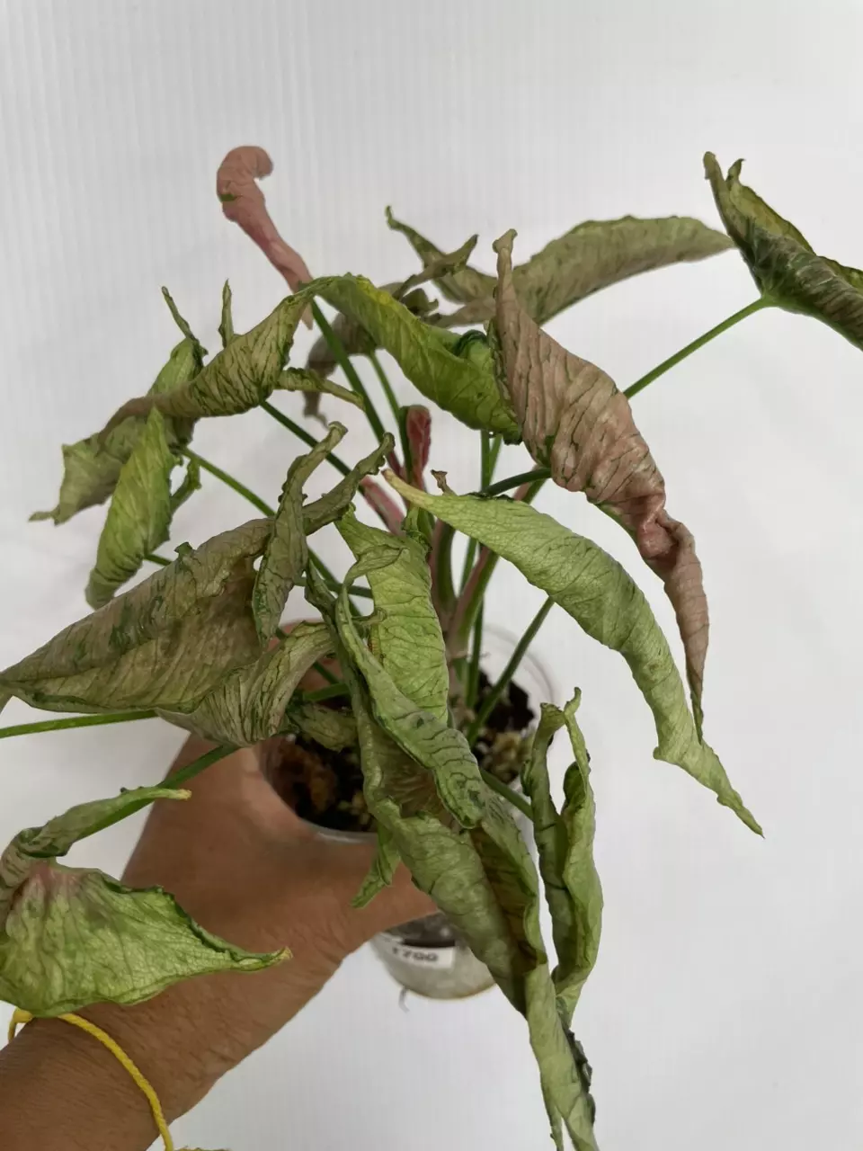 1700 Syngonium pink Rollie thumbnail