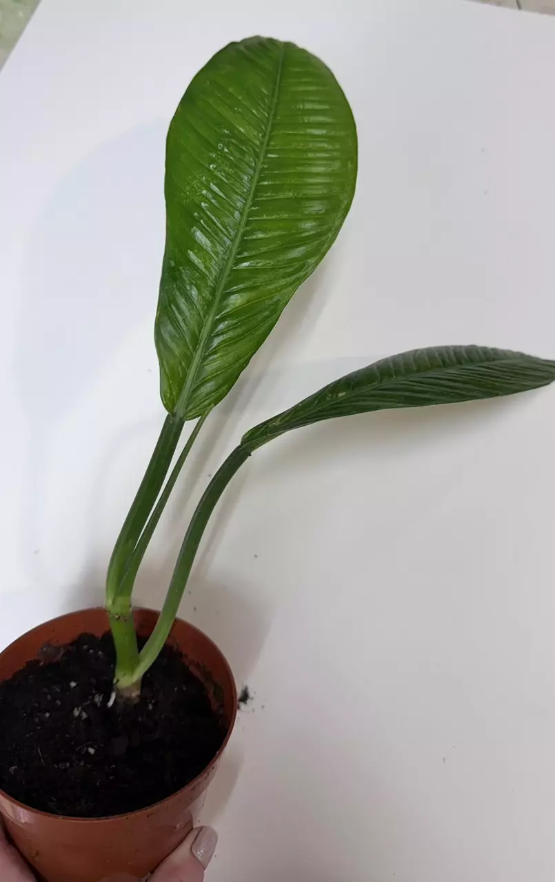 philodendron Campii thumbnail