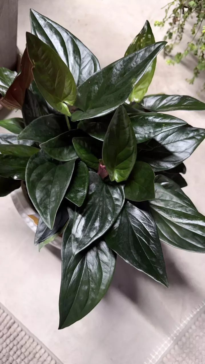 Syngonium LLano Carti Road thumbnail