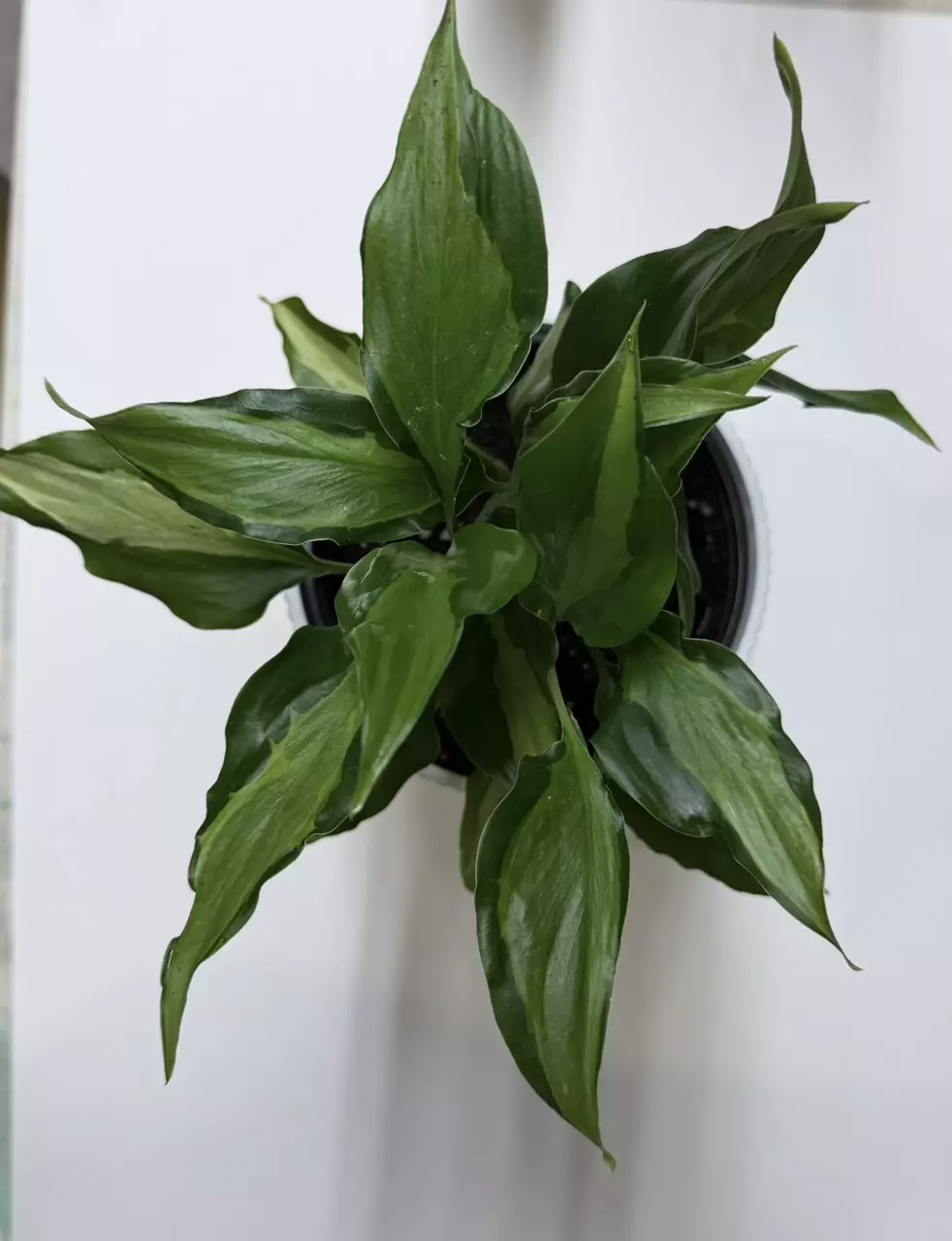 Aglaonema Spathonema thumbnail