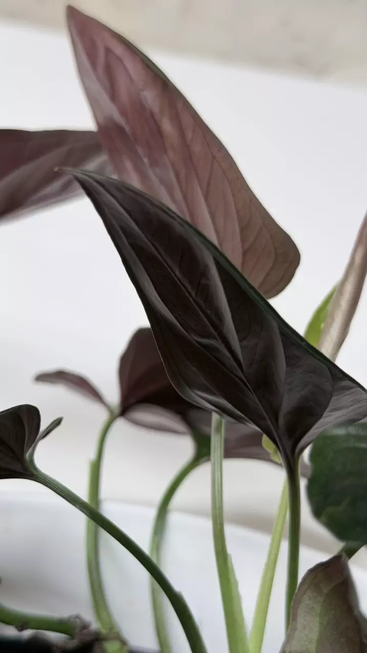 Syngonium LLano Carti Road thumbnail