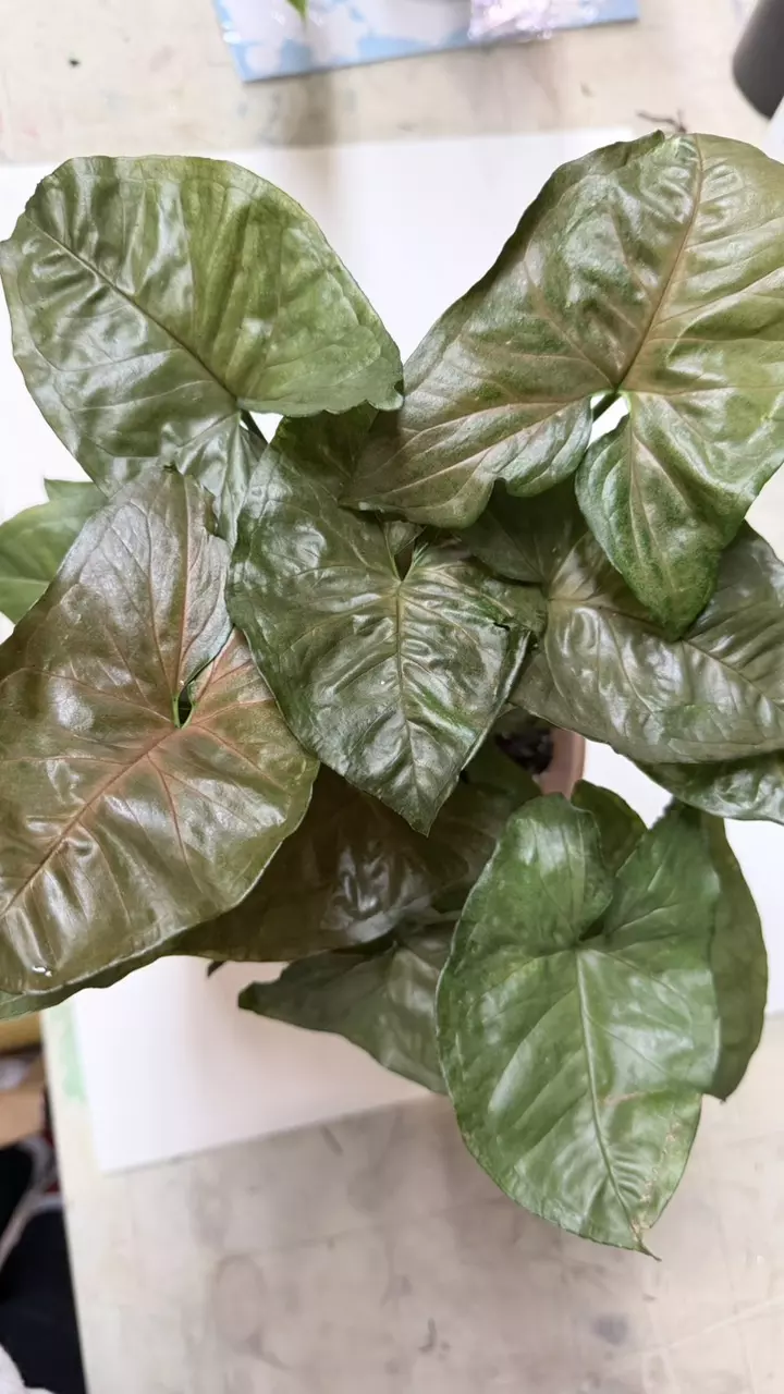 Syngonium Merry thumbnail