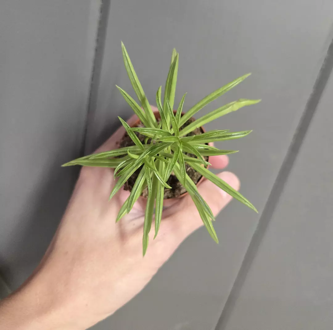 Peperomia 'Green Bean' - 2" pot thumbnail