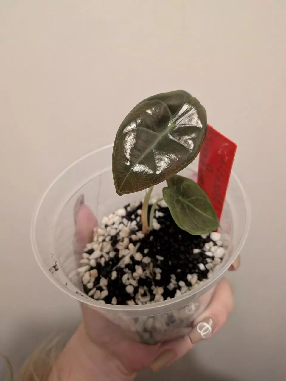 Sedenii Revert thumbnail