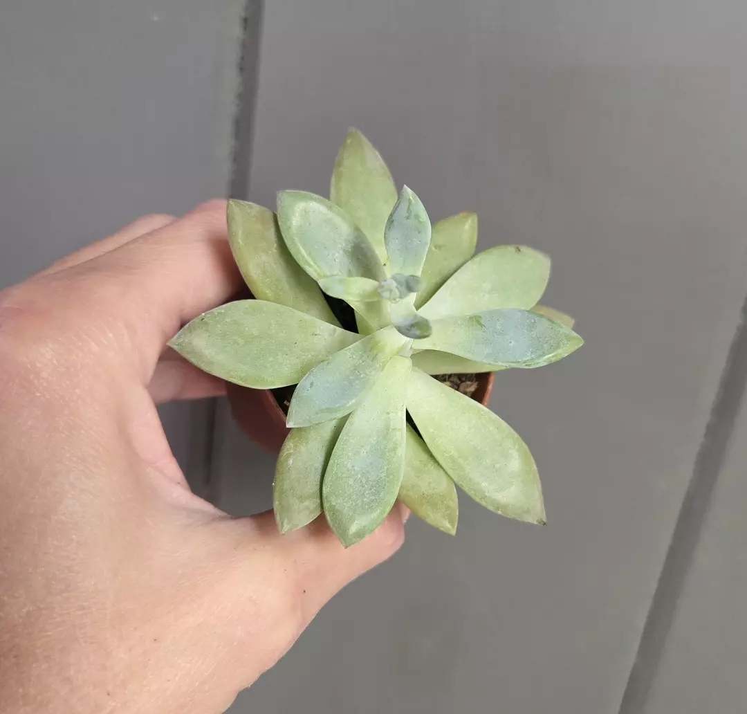 Succulent - Graptopetalum Paraguayense 'Ghost' - 2" pot thumbnail