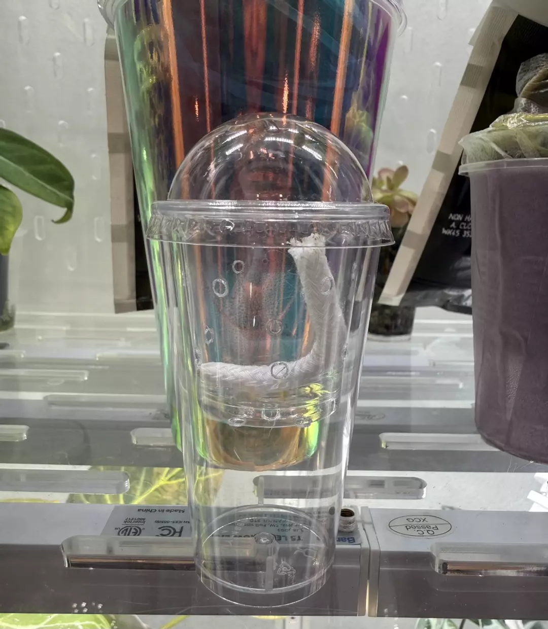 Corm Cups (5 pk) thumbnail