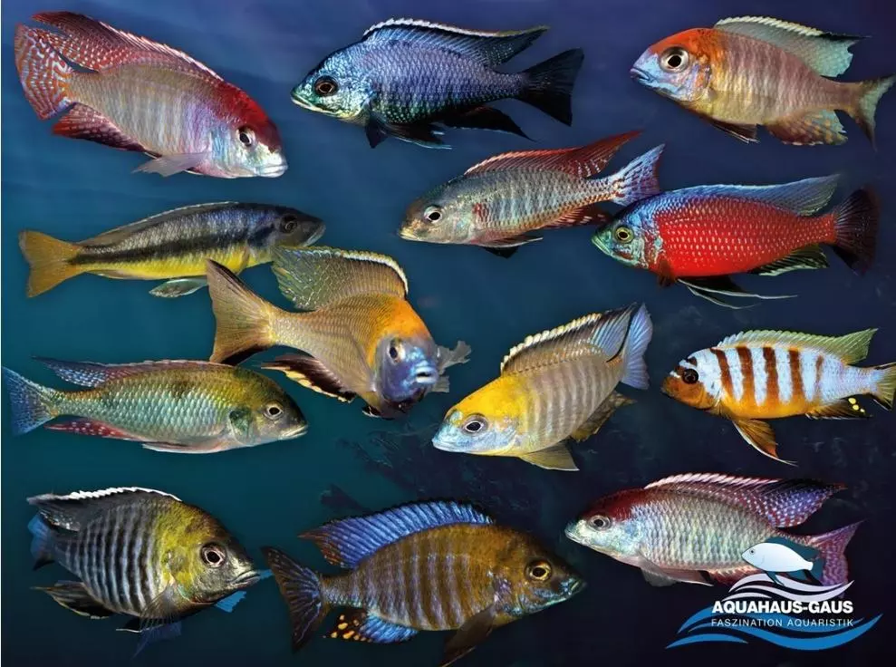African Cichlid Poster "Lethrinops " thumbnail