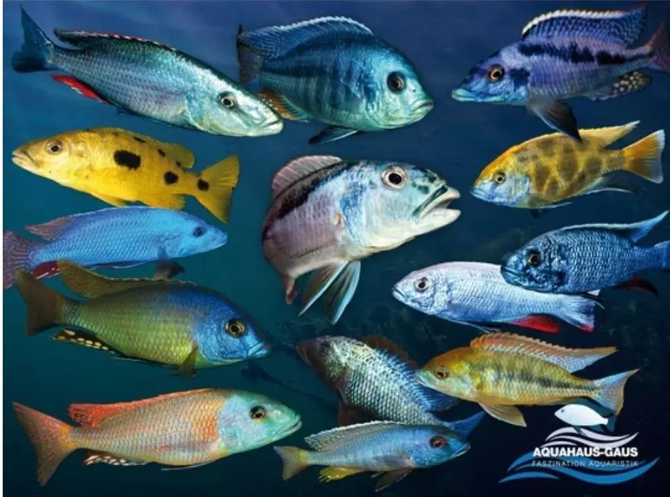 African Cichlid Poster " Robbers" thumbnail