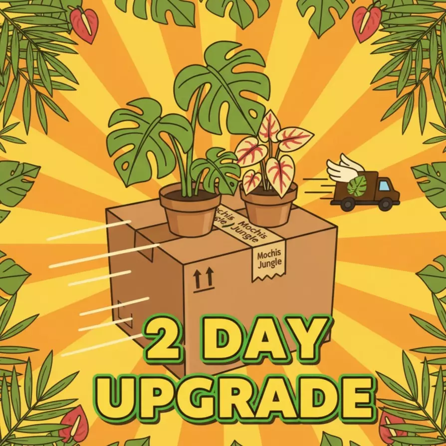 2 Day Shipping Upgrade thumbnail