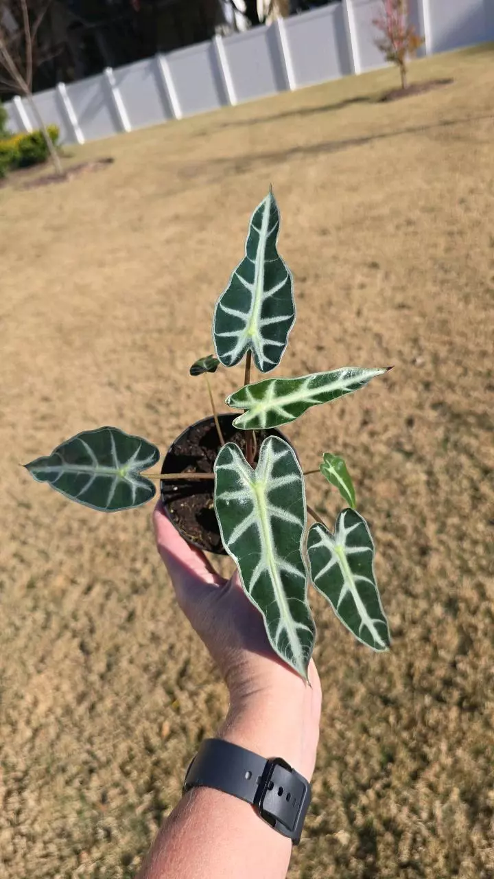 1092 Alocasia Bambino thumbnail