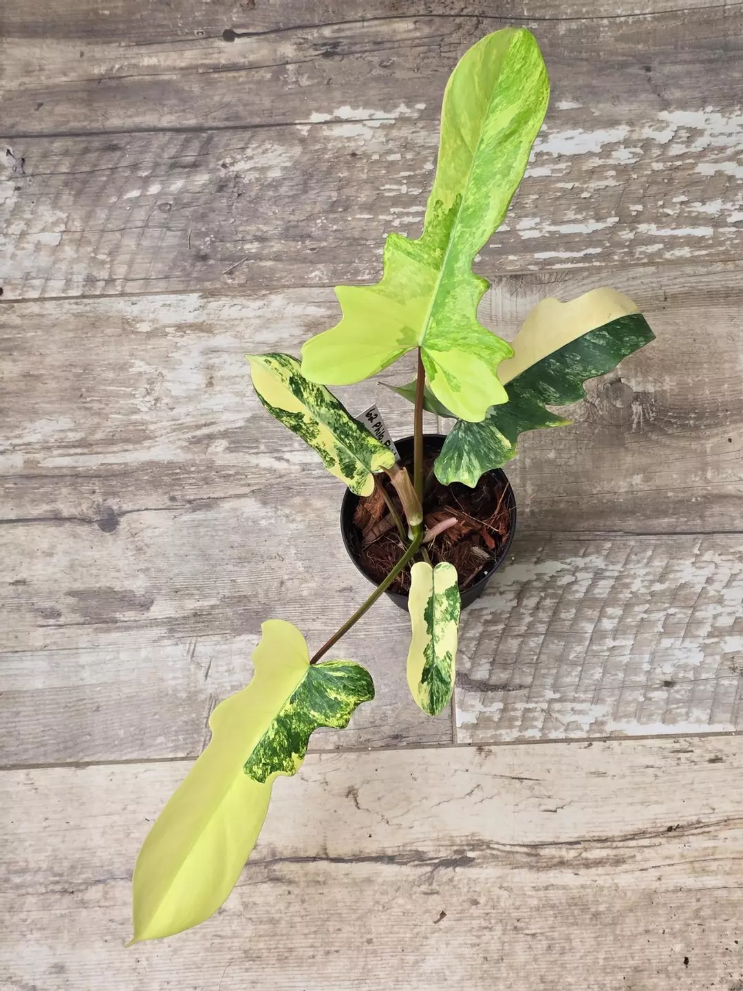 Philodendron Florida Beauty X Mayoi Variegated #62 thumbnail