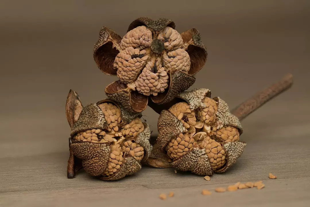 Sarracenia Seeds (2025 Mystery Mix) 50ct. thumbnail