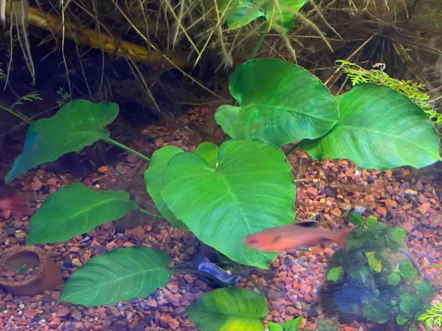 Anubias barteri Emerald Bloom’ thumbnail