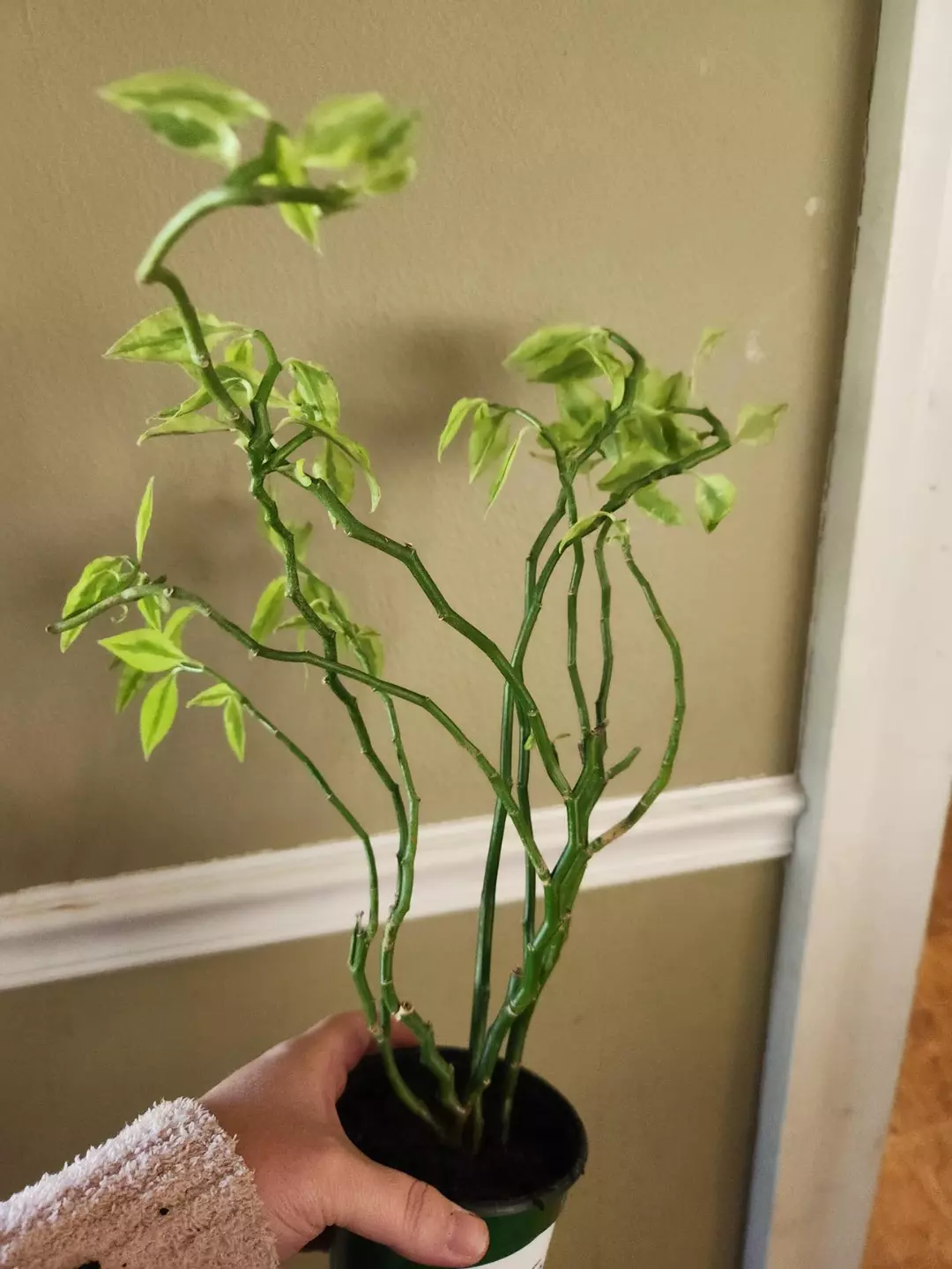 015 devils backbone thumbnail