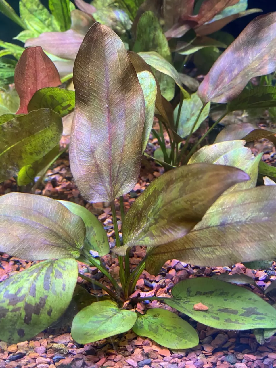 Echinodorus sp. Chocolate Marble Sword thumbnail