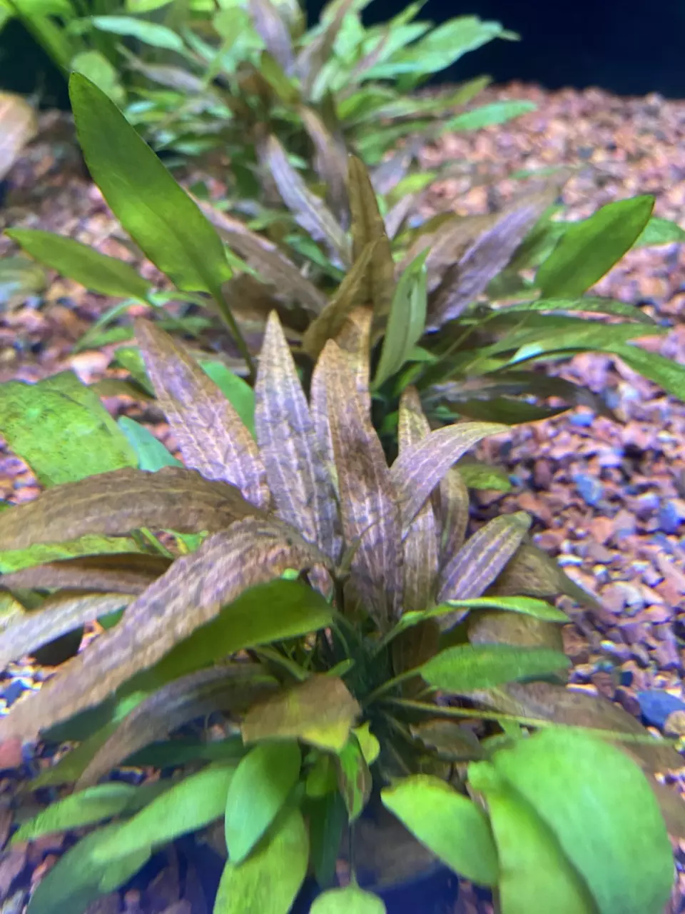 Crypt. affinis thumbnail