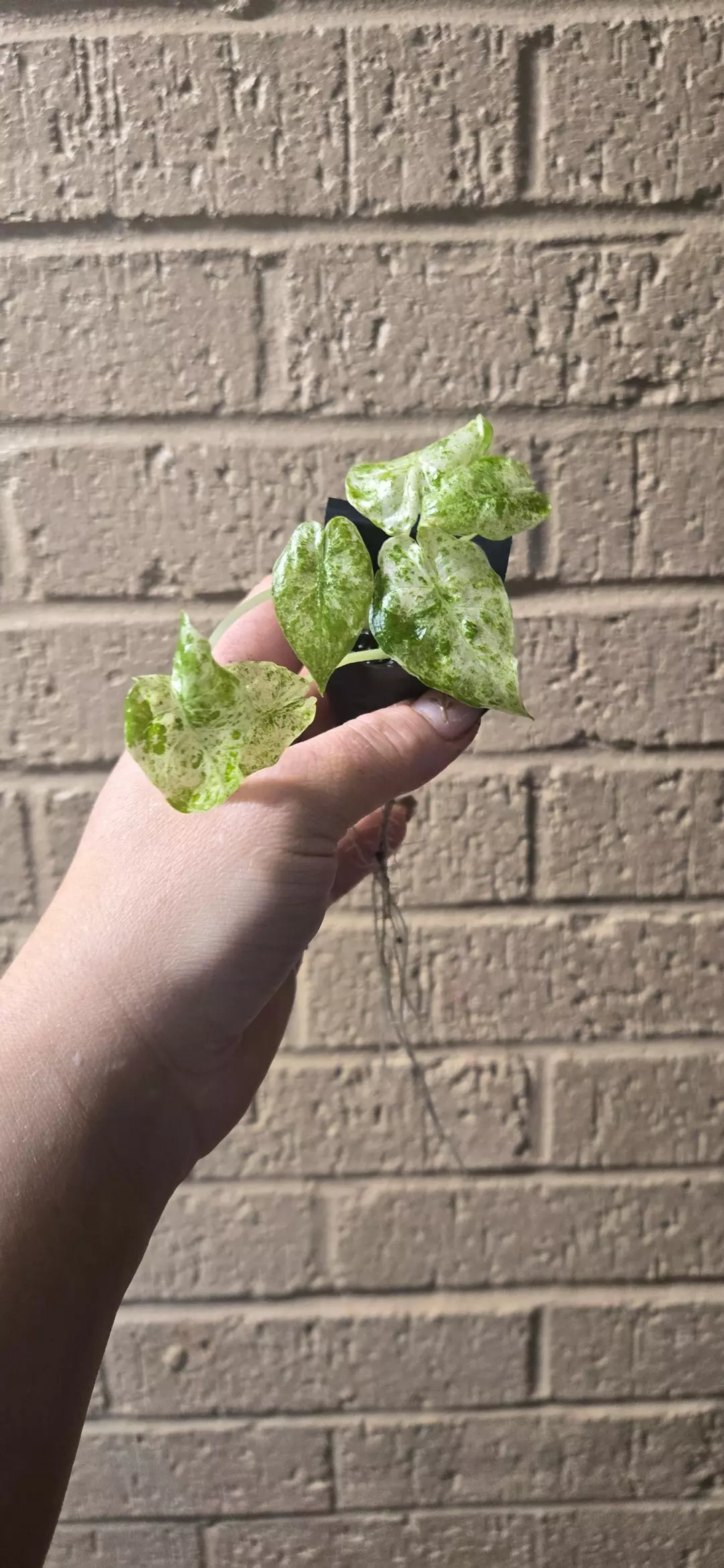 Alocasia batik odora variegated gc thumbnail