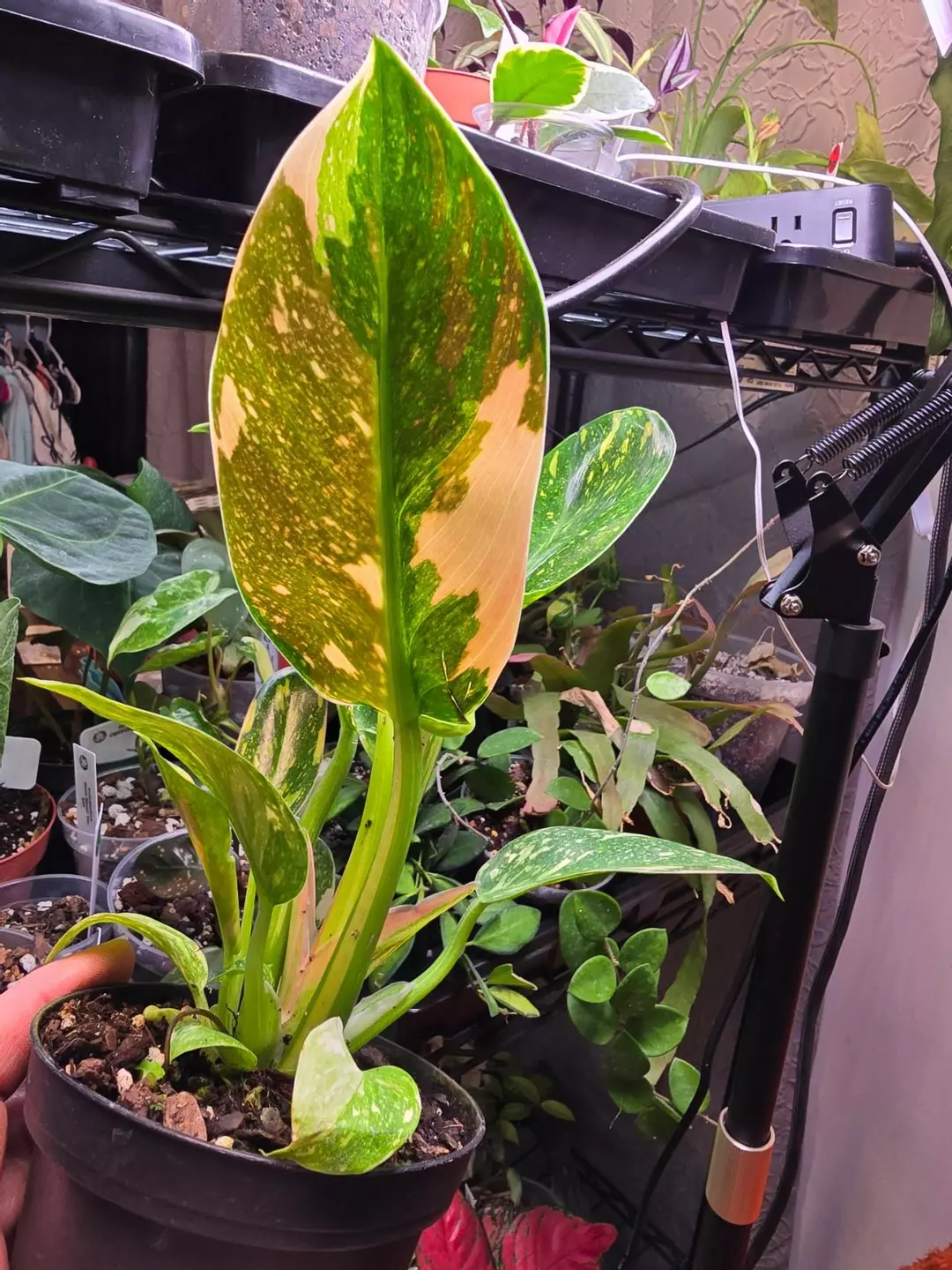 Copper Flame Green Congo Philodendron 4 inch pot thumbnail