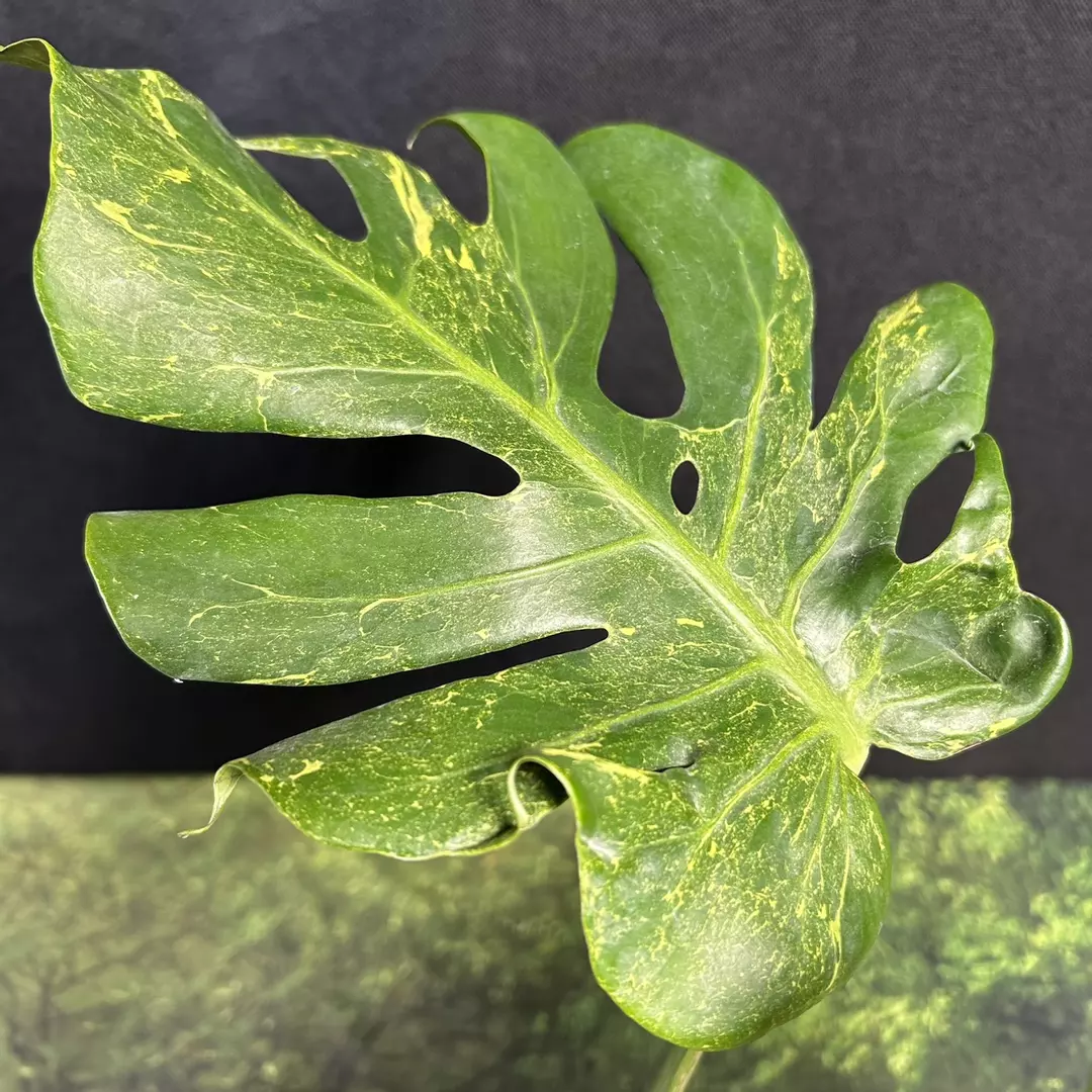 Monstera Thunderbolt thumbnail