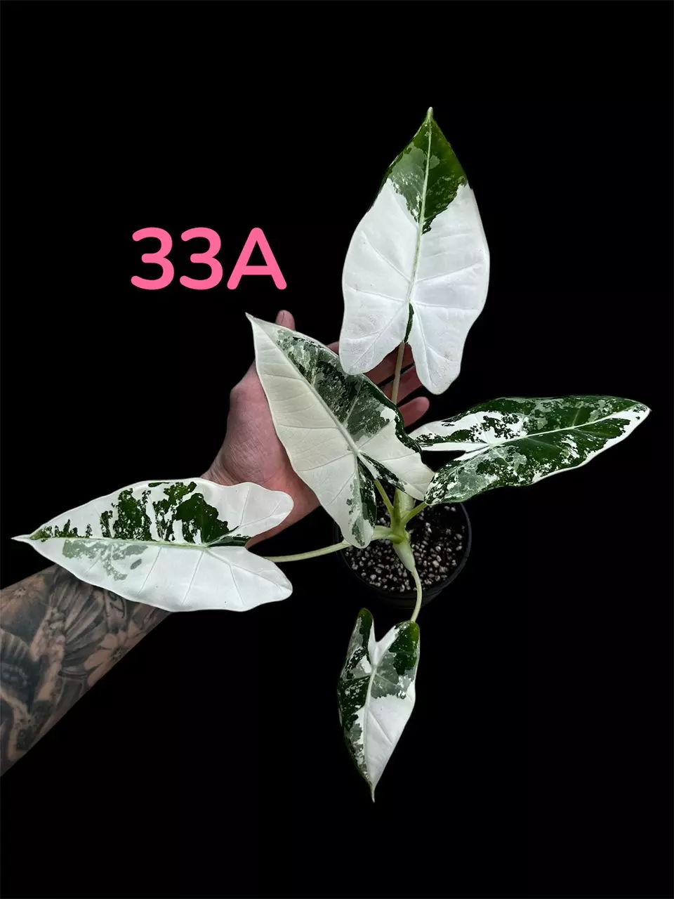 Alocasia Variegated Frydek Albo (33A) thumbnail