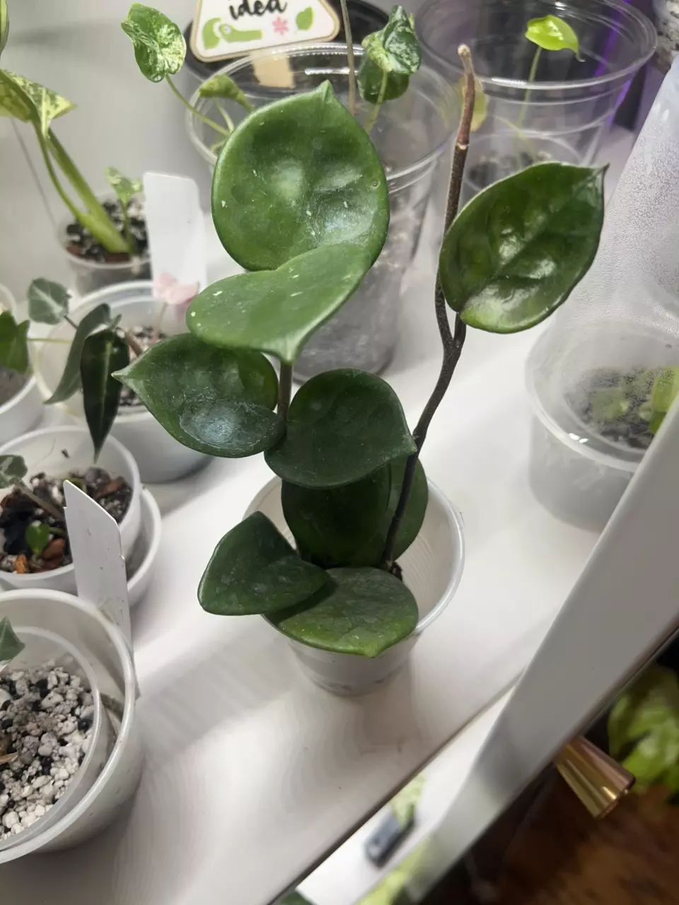 Hoya Carnosa thumbnail