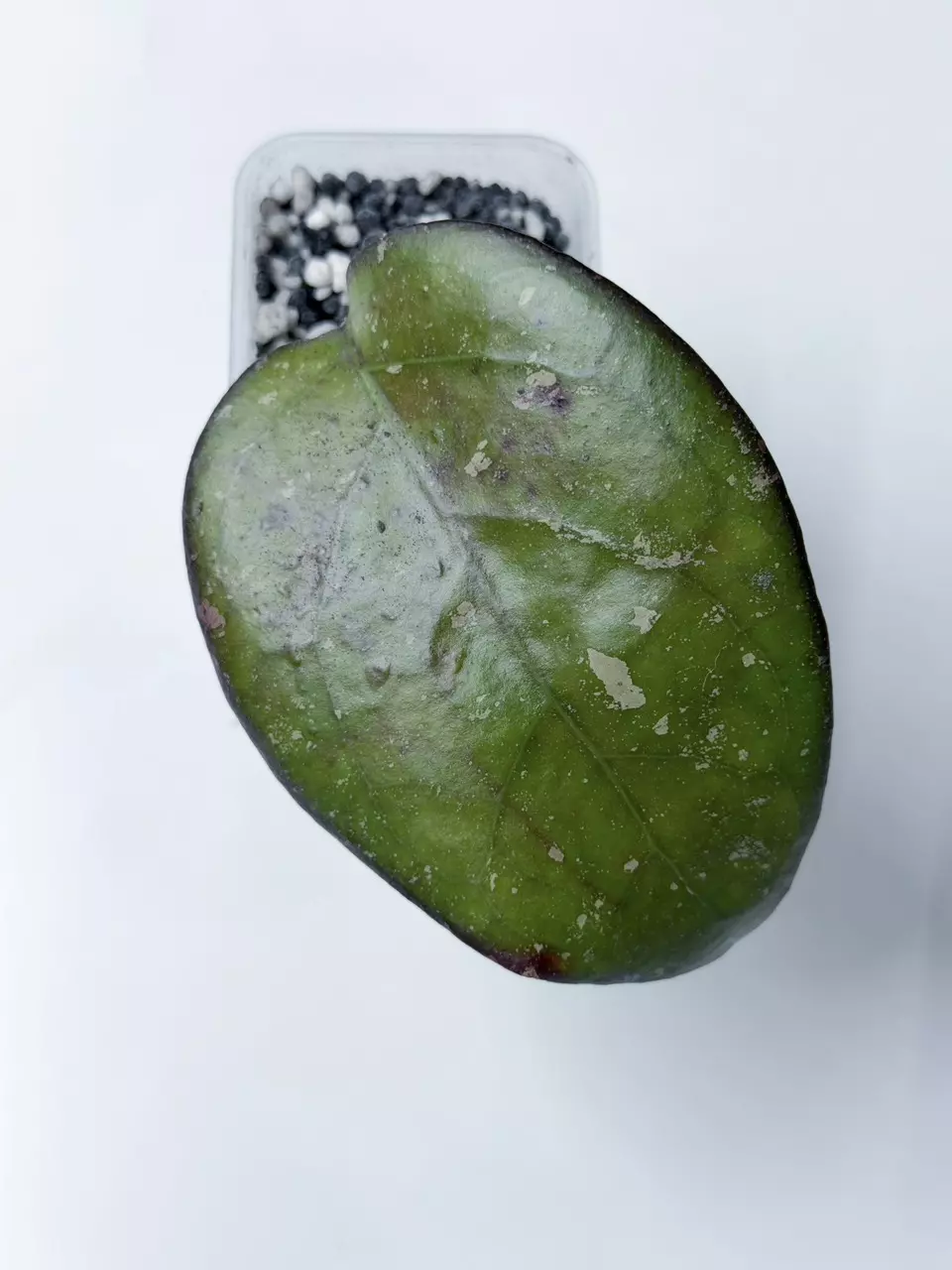 Hoya Cereen thumbnail