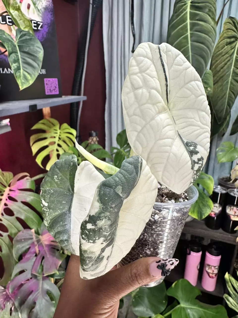 Maharani Albo #2 thumbnail